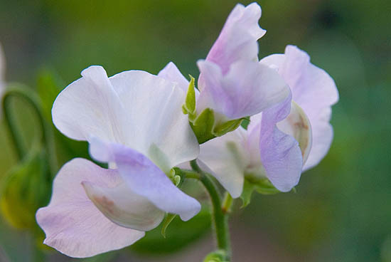 Lathyrus zaaien