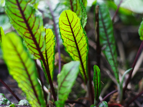 Bloedzuring (Rumex sanguineus)