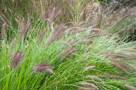 Pennisetum (lampenpoetsersgras)