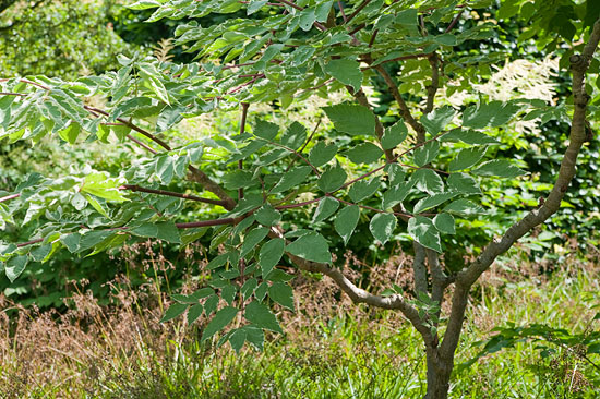 Aralia elata