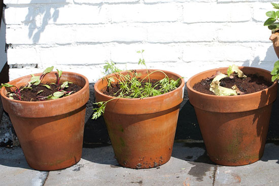 Moestuin op je balkon