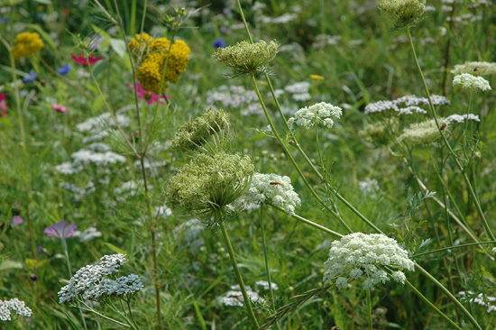 Daucus carota