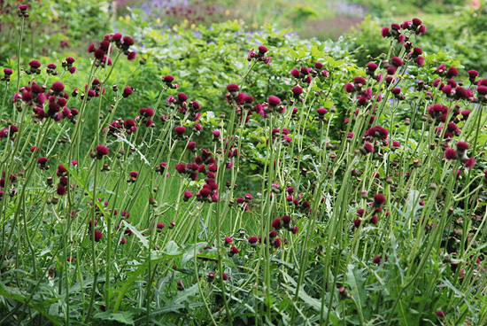 Cirsium