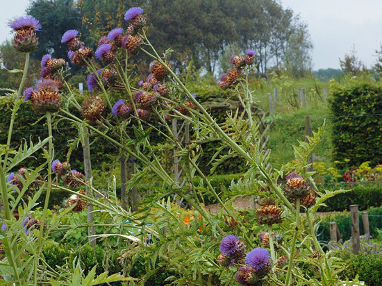 Cynara