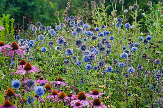 Echinops