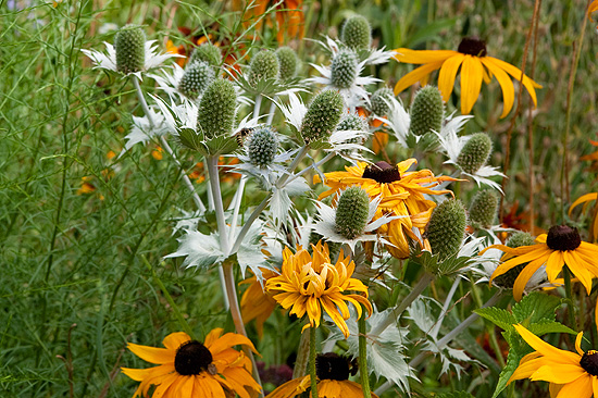 Eryngium