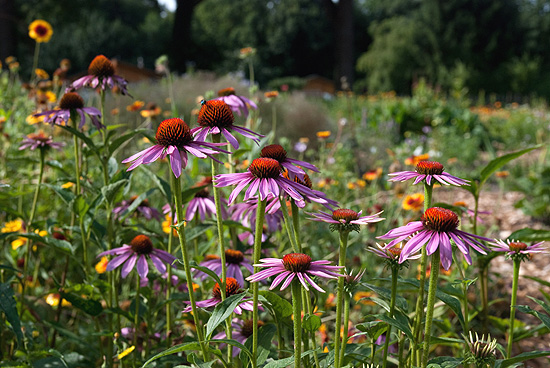 Echinacea purpurea