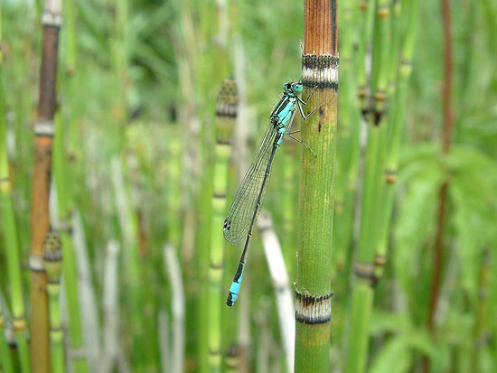 Equisetum