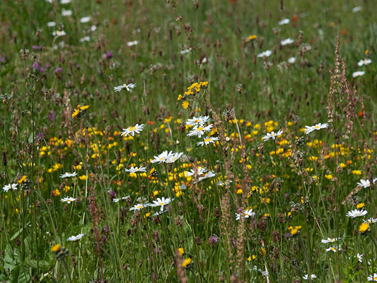 Inheemse planten