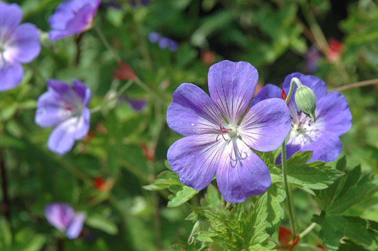 Geranium ’Rozanne’