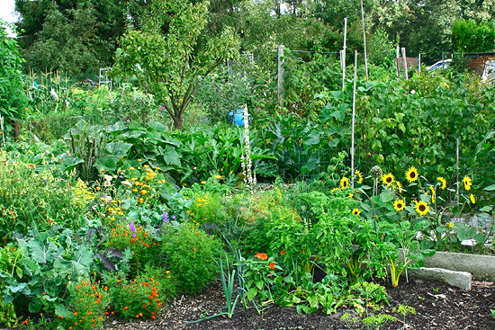 Moestuin in augustus