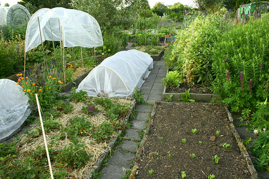 Moestuin in juli