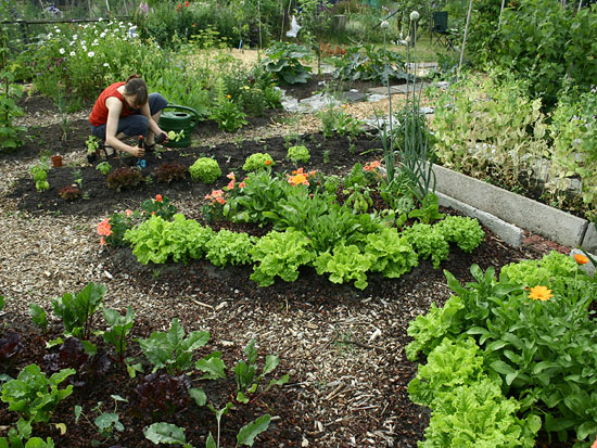 Moestuin in juni