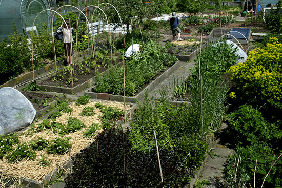 Moestuin in mei