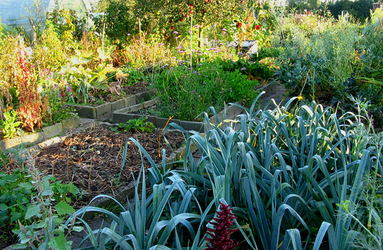 Moestuin in oktober