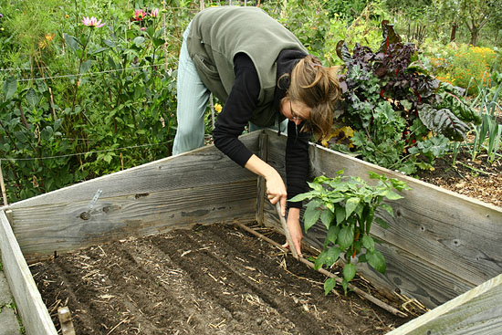 Moestuin in september