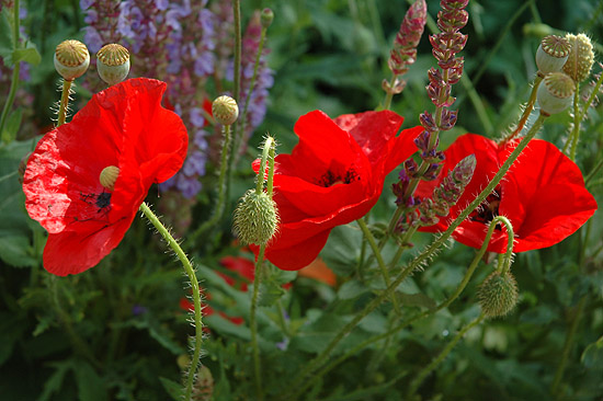 Papaver rhoeas