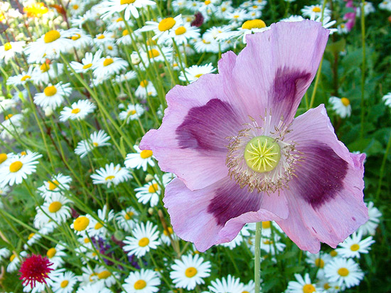 Papaver somniferum