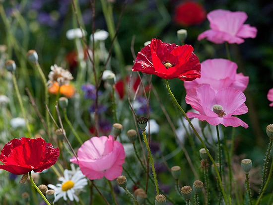 Papaver rhoeas