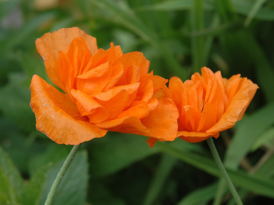 Papaver atlanticum