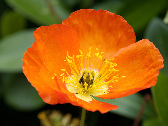 Papaver nudicaule