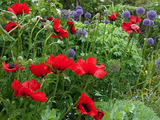 Papaver orientale