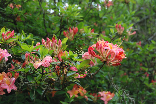 Rododendron