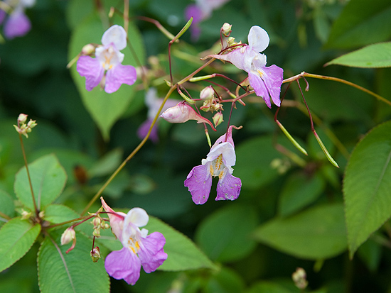 Springzaad (Impatiens)