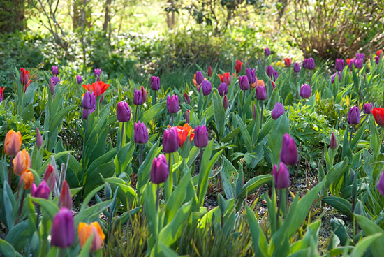 Tulpen voor verwildering