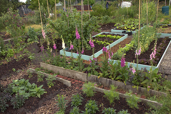 Moestuinieren met verhoogde bedden